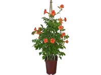 OBI Trubače Campsis mix výška cca 80 cm květináč cca 6 l