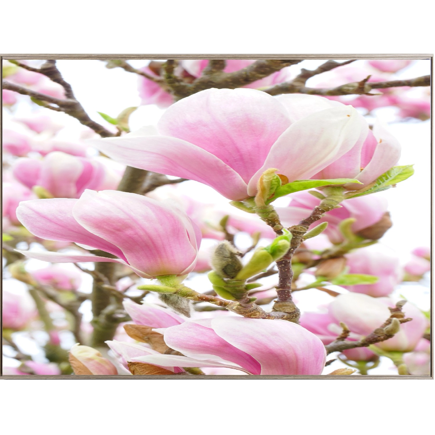 Bondecor Zarámovaný obraz Shadow Flora 59 x 84 cm