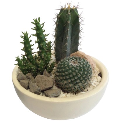 Miska se 3 sukulenty cca 15 cm