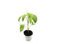 Q-Flower Různé druhy roubované zeleniny cca pr. 12 cm