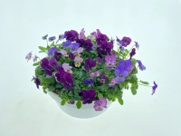 Violka rohatá (Viola cornuta) v misce pr. 27 cm