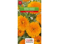 Semínka Měsíček lékařský (Calendula officinalis) Semínka Měsíček lékařský (Calendula officinalis)