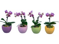 Orchidej Phalaenopsis Mini 2výhonková v keramické nádobě Ufo