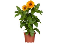 OBI Třapatka srstnatá průměr květináče cca 13 cm Rudbeckia