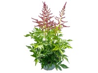 GROW by OBI Čechrava japonská (Astilbe japonica) 