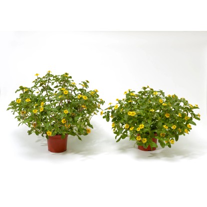 MONTANO Sanvitálie poléhavá (Sanvitalia speciosa) pr. cca 12 cm