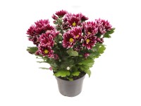 Listopadka indická (Chrysanthemum indicum) Listopadka indická (Chrysanthemum indicum)