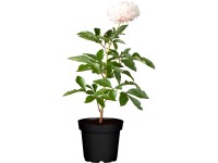 GROW by OBI Pivoňka (Paeonia lactiflora), pr. květináče 19 cm