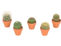 Kaktus mix průměr květináče cca 3,5 cm