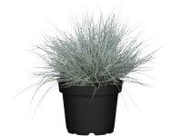 Grow by OBI kostřava šedá Cool as Ice pozdě., pr. kv. 19 cm